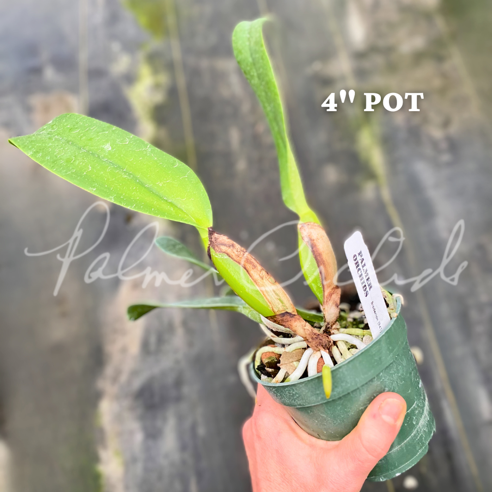 Cattleya Melody Fair-Bonanza Queen — Palmer Orchids